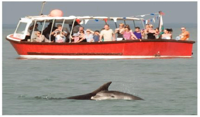 New Quay Boat Trips